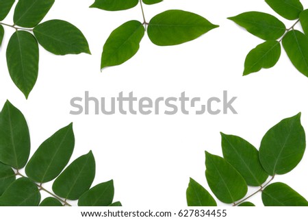 Green leaves with branches isolated on white background with copy space in the center
