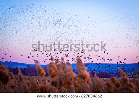 Flying birds in nature. Sunset sky background.