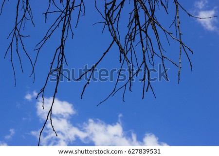 Branch on the sky background