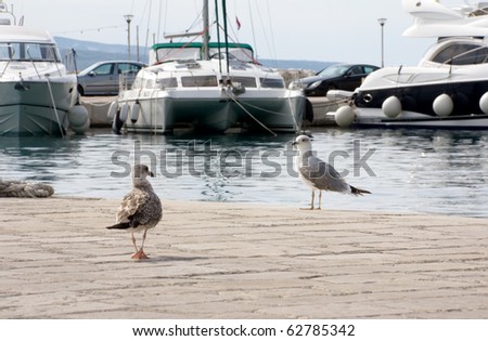 Two seagulls walking on the pier