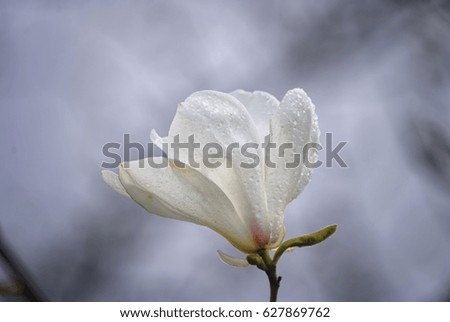 After a short, spring rain, a large, white magnolia flower, all in droplets of dew.