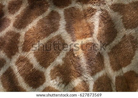 Brown and white pattern on skin of giraffe