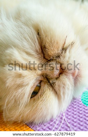 Face of a white cat