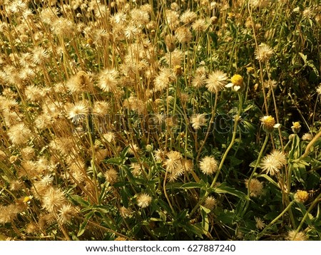 Weed flower plants field as natural background
