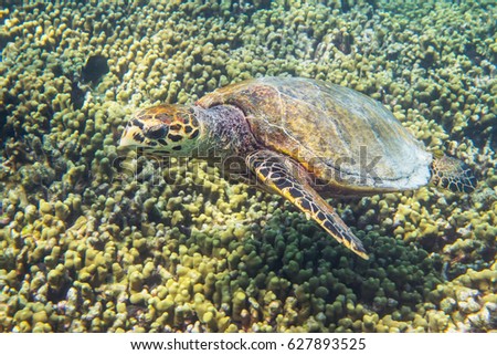 Sea turtle swimmming around the coral reef