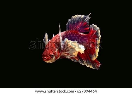 betta red by back background from thailand