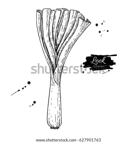 Leek hand drawn vector illustration. Isolated Vegetable engraved style object with sliced pieces. Detailed vegetarian food drawing. Farm market product. Great for menu, label, icon Royalty-Free Stock Photo #627901763