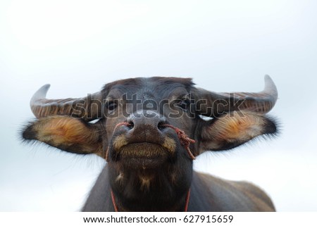 A front selective focus picture of buffalo head and blur blue sky background