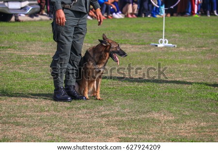 dog sit in being trained safety by soldier on the grass.