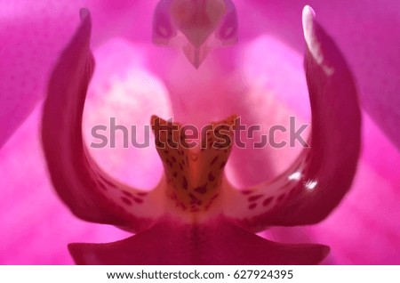 Inside in a pink orchid blossom. Macro