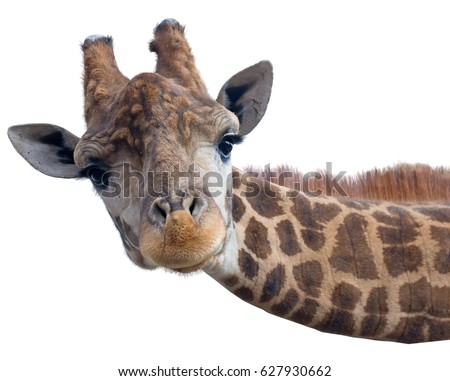 Giraffe head face isolated on white background Royalty-Free Stock Photo #627930662