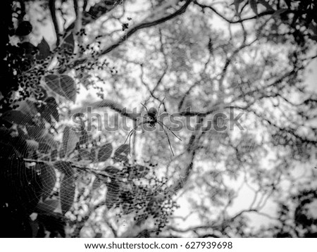  Spider wab Black and white picture 