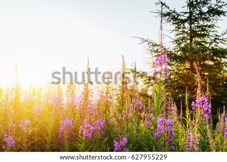 wild flower meadow through sunlight. Beauty world