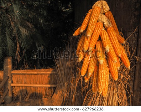 Many raw corn after the harvest
