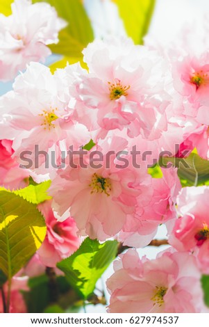 beautiful delicate flowering branch pink cherry blossom Japanese cherry