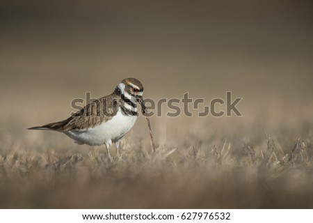 A Killdeer pulls a worm from the ground on a sunny day in a field with a smooth brown background.