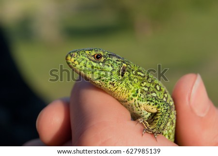 Green lizard in female hands.