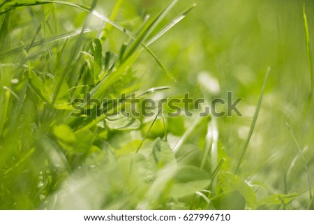 Grass and alfalfa - a refreshing background 