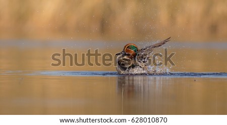 Eurasian Teal - Anas crecca - male at a small lake in spring, Vilnius County, Lithuania