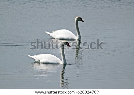 two white swans on the sea