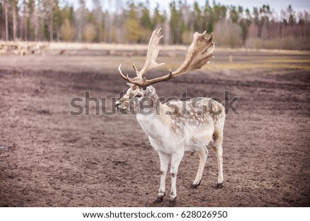 Deer in the deer farm in Latvia.