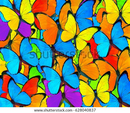 Beautiful mix colorful butterfly background.Colorful Mixed Butterflies Collage Pattern Background
