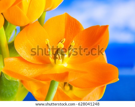 3D orange flower with blue background, detail
