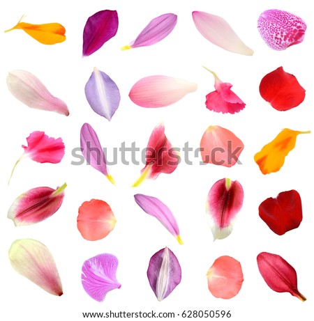 Assorted flower petals in seasonal Royalty-Free Stock Photo #628050596