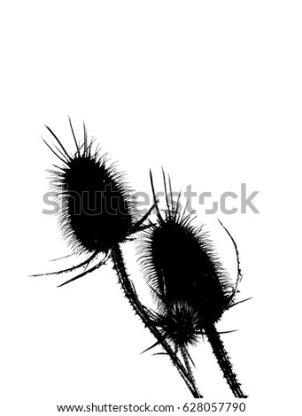 Thistle silhouette