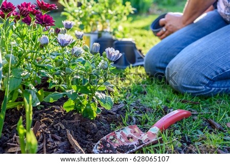 Woman gardening in backyard on a sunny spring day - low to ground, soft focus