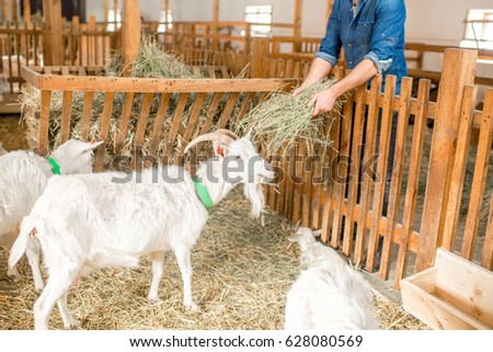 Farmer feeding white goats with hay in the barn