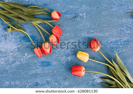 Flowers tulips on wooden background grunge texture of an old blue paint. An old blue blue paint on wooden surface. Background of flowers on blue colors