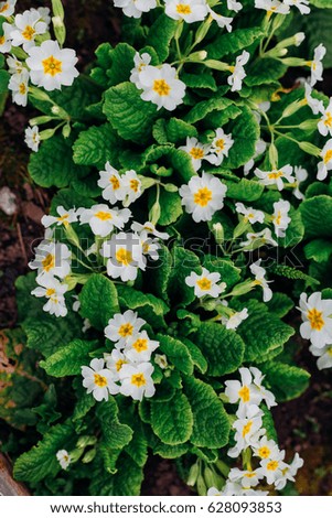 Beautiful white primula primrose branches bundles of flowers loose on the green grass background in garden