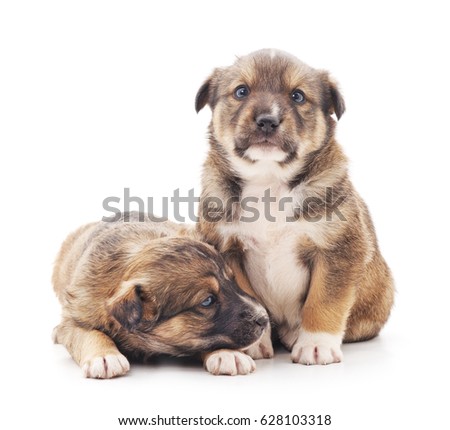 Little puppies isolated on a white background.