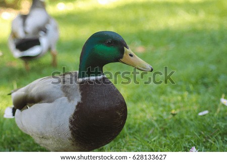 Mallard or wild duck (Anas platyrhynchos), closeup. In Switzerland