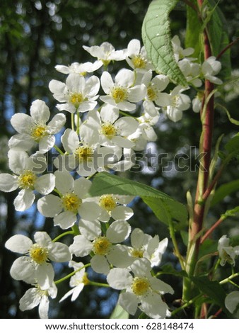 macro photo of spring flowering ornamental tree with small white flowers on blurred blue sky background as a source for landscape design, prints, decoration