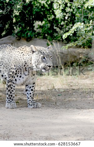 leopard walking proudly on its territory, predator