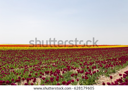tulips in nature background