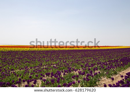 tulips in nature background