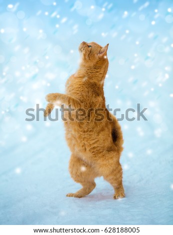 Begging red cat with raised paw looking up on fallen snow. Cat playing with the snow. Cat with head up standing on hinter legs on the snow outdoor in winter