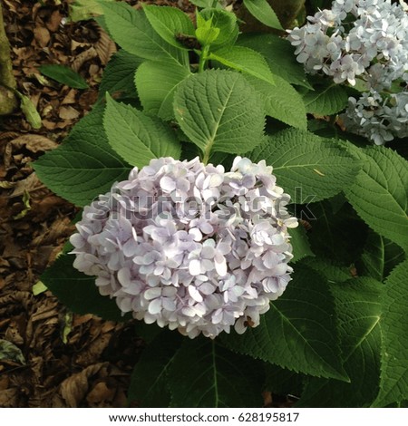 Hydrangea in its full glory. This picture has been taken at the Singapore Botanic Garden.
