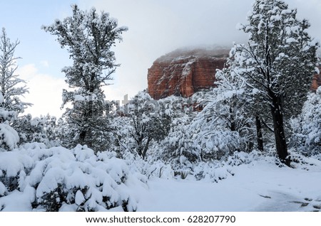 View of Arizona desert, USA, landscape in the winter after a heavy snowfall. Scenery of a valley after snow storm, evergreen coniferous trees in the foreground, mountain snowy peaks in the background.