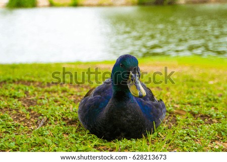 This beautiful black duck sits patiently by the pond of water on the green grass.
