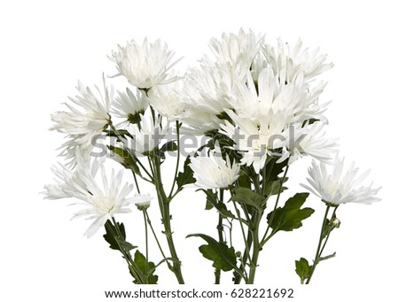 beautiful white chrysanthemum  on a white 