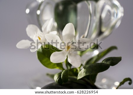 White flower or wrightia flower and stone. / white flower.