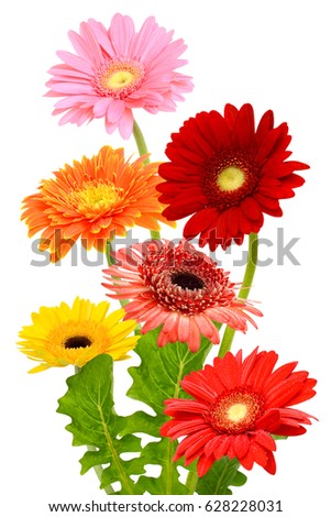 Beautiful bouquet of gerbera flower isolated on white background