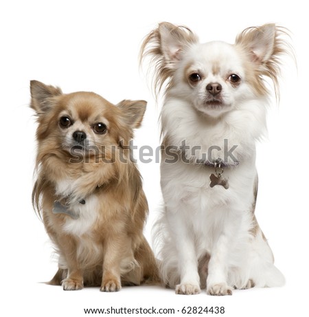 Chihuahuas, 7 years old, 6 years old, sitting in front of white background