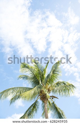 Royal Palm with Blue Sky Background