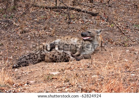 spotted hyena in Kruger National Park, South Africa, with two young suckling