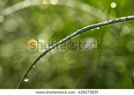 Drops on the grass